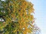 15437 Autumn leaves.jpg